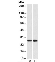 NNMT Antibody