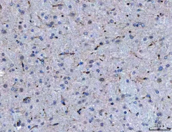 IHC staining of FFPE mouse brain tissue with Semaphorin-4F antibody. HIER: boil tissue sections in p