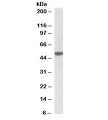 Western blot testing of mouse brain lysate with CHRM2 antibody at 2ug/ml. Predicted/observed molecul