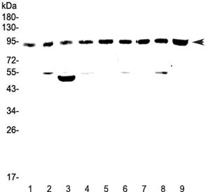 Western blot testing of rat 1) brain, 2) spleen, 3) heart, 4) kidney and mouse 5) brain, 6) spleen, 7) heart, 8) kidney and 9) testis lysate with Cullin 5 antibody at 0.5ug/ml. Predicted molecular weight ~91 kDa.