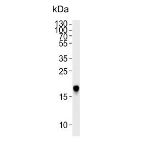 Caveolin-2 Antibody