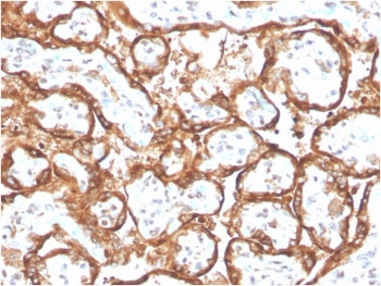 IHC staining of FFPE human placental tissue with recombinant hCG alpha antibody (clone HCGa/2728R). 