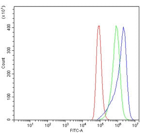 Calpain 1 Antibody / CAPN1