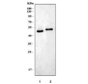 Western blot testing of 1) rat brain and 2) mouse brain tissue lysate with CCN4 antibody. Expected m