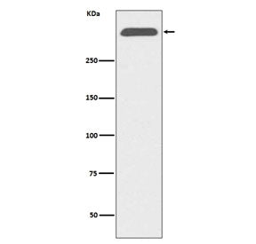 Apolipoprotein B Antibody / APOB