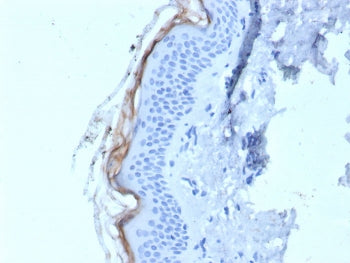 IHC staining of FFPE human skin tissue with Kallikrein 5 antibody (clone KLK5/4759). HIER: boil tiss