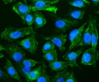Caveolin-2 Antibody