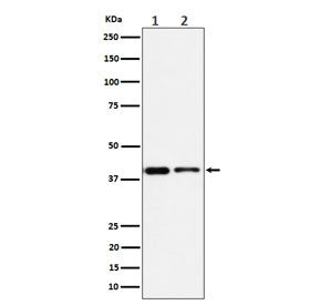 STOML2 Antibody / Stomatin like 2 / SLP-2