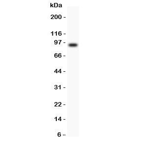 Periostin Antibody