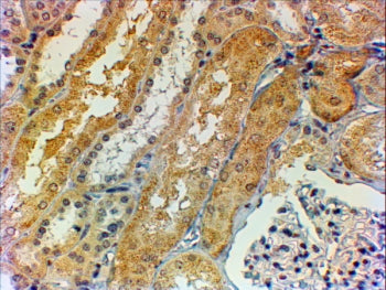Tensin 1 Antibody