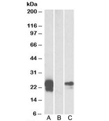 WFDC2 Antibody