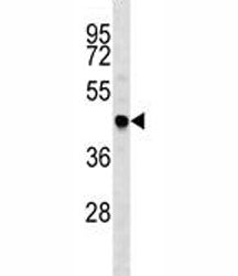 TRAF4 Antibody