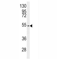 C7orf28A Antibody