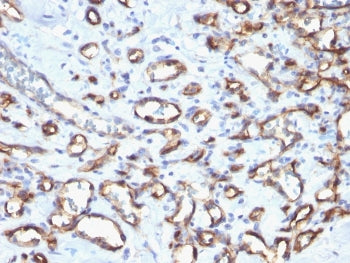 CD34 Antibody