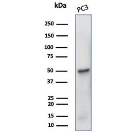Western blot testing of human PC3 cell lysate with TUBB3 antibody (clone rTUBB3/7406). Predicted mol