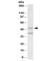 Western blot testing of mouse pancreas lysate with Mboat4 antibody at 0.5ug/ml. The expected ~50kDa 