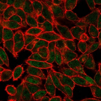 Immunofluorescent staining of PFA-human HeLa cells using JUNB antibody (green, clone PCRP-JUNB-3G2) 