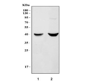 Vegfc Antibody