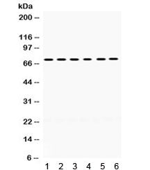 Western blot testing of mouse 1) brain, 2) liver, 3) thymus, 4) testis, 5) human 293 and 6) HeLa lys