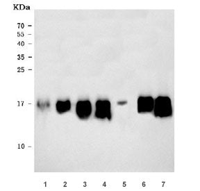 RPL36 Antibody / 60S ribosomal protein L36