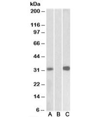 CSEN Antibody
