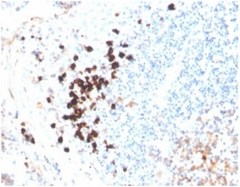 IHC staining of FFPE human tonsil tissue with human IgA antibody (clone IGHA/3877R). HIER: boil tiss