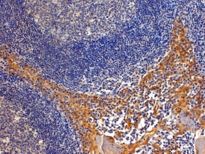 Importin 8 Antibody
