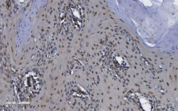 CDK13 Antibody