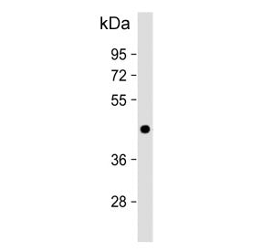 Western blot testing of human MCF7 cell lysate with Adiponectin receptor 1 antibody. Predicted molec