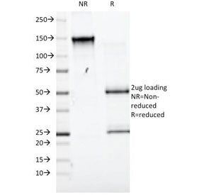 SDS-PAGE Analysis of Purified, BSA-Free CD98 Antibody (clone UM7F8). Confirmation of Integrity and P