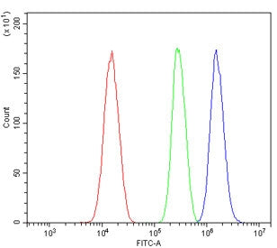 HIF-2 alpha Antibody