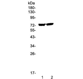 EGR1 Antibody