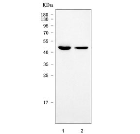 Western blot testing of 1) rat brain and 2) mouse brain tissue lysate with Sorting nexin 30 antibody