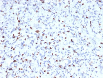 Myogenin Antibody / MYOG