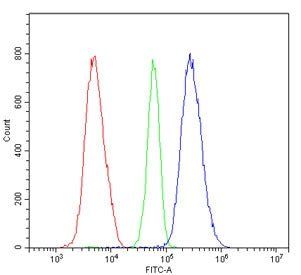 RIO Kinase 1 Antibody / RIOK1 / RIO1