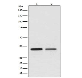 WNT2 Antibody