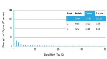 K-Cadherin Antibody / CDH6