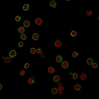 Immunofluorescent staining of FFPE human Jurkat cells with CD3 antibody (green, clone RIV9) and Redd