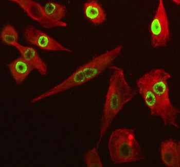 SP6 Antibody / Transcription factor Sp6