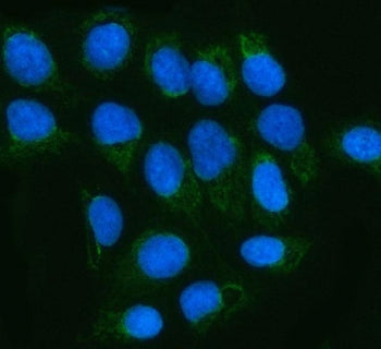 Immunofluorescent staining of FFPE human U-2 OS cells with MGME1 antibody (green) and DAPI nuclear s