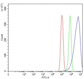 CPEB4 Antibody