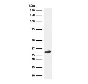 CDK1 Antibody