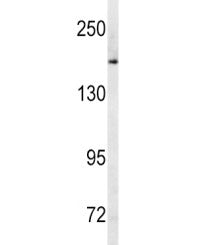 MRP1 Antibody / ABCC1