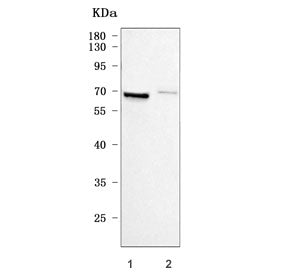 MMP2 Antibody