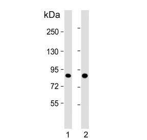 Tousled-like kinase 1 Antibody / TLK1