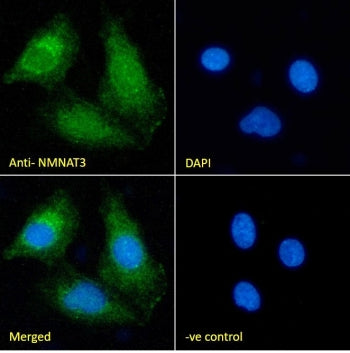 NMNAT3 Antibody
