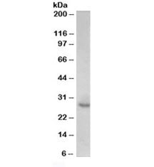 P27KIP1 Antibody