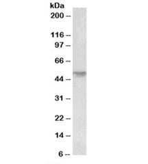 Corneodesmosin Antibody
