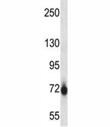 Pak7 Antibody