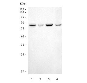 RNF8 Antibody